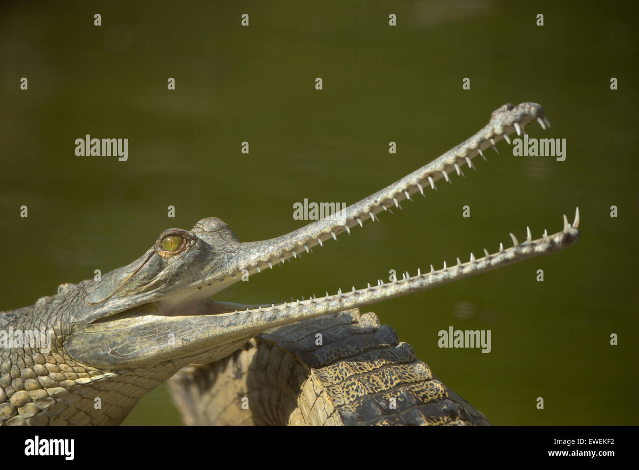 A Gharial in a breeding center in Chitwan national park in Nepal Stock Photo