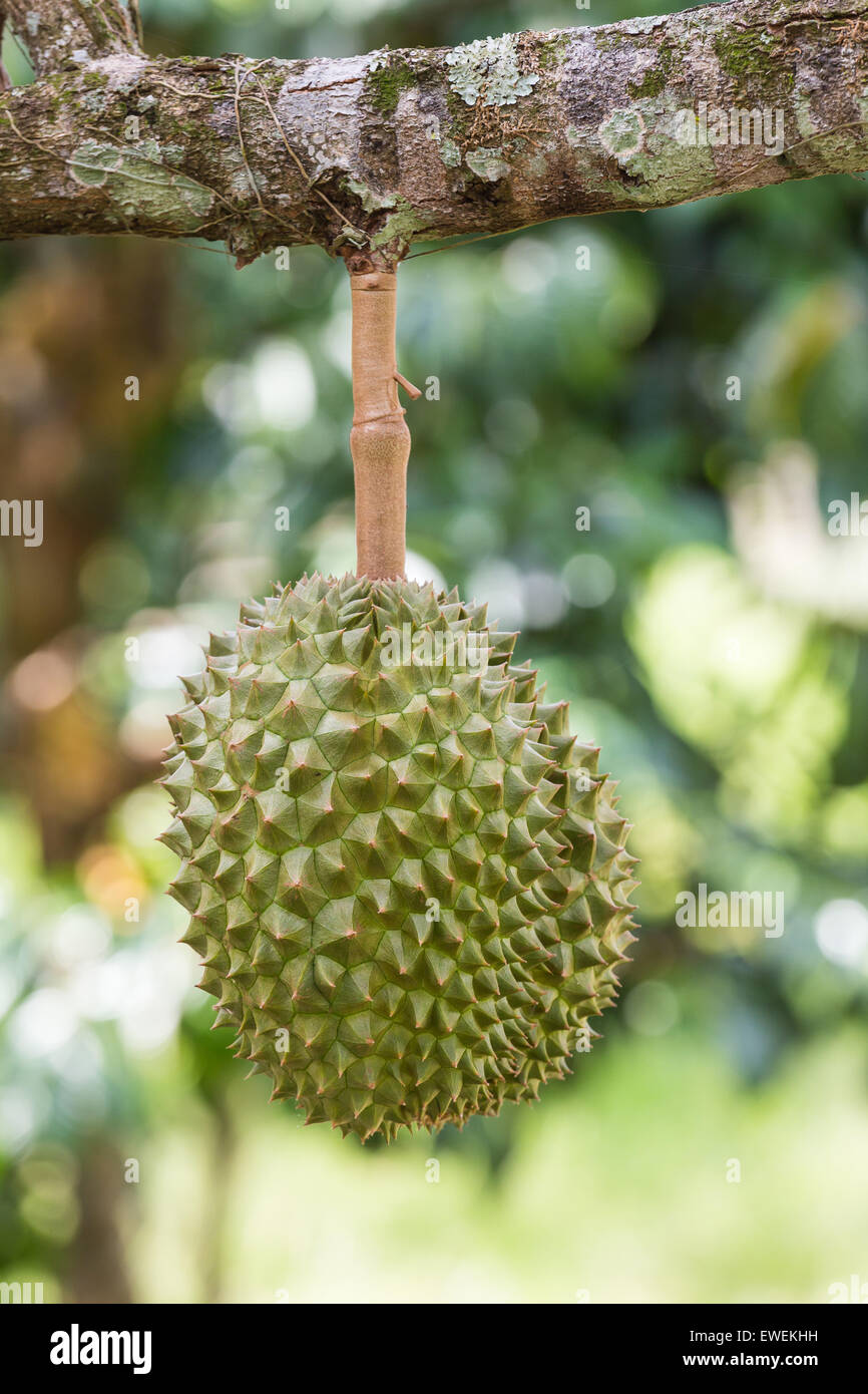 King fruit hires stock photography and images Alamy