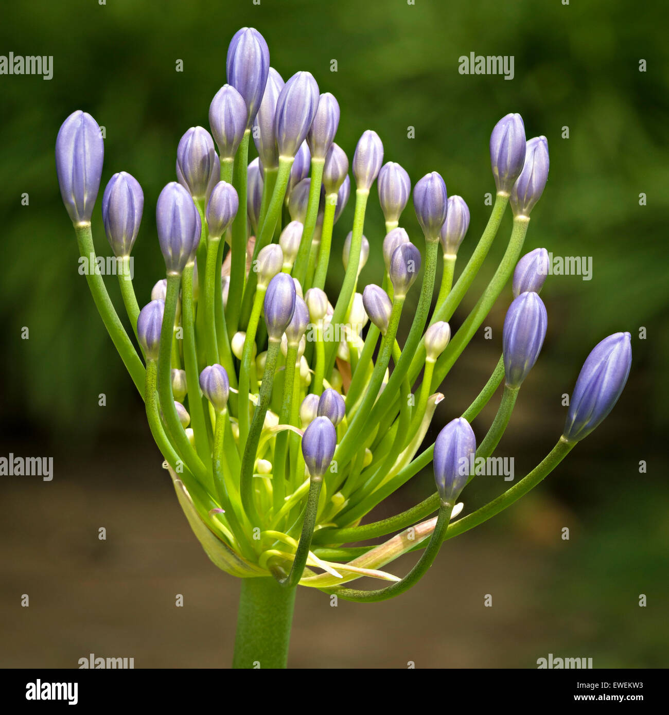 Opening Allium flower buds, UK. Stock Photo