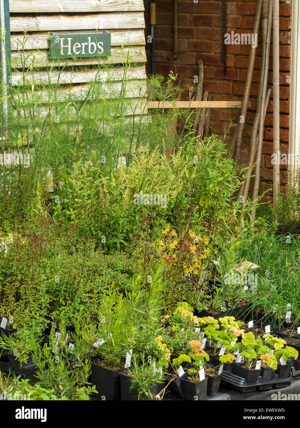 Herb nursery plants for sale, Coton Manor Gardens, Coton, Northamptonshire, England, UK. Stock Photo