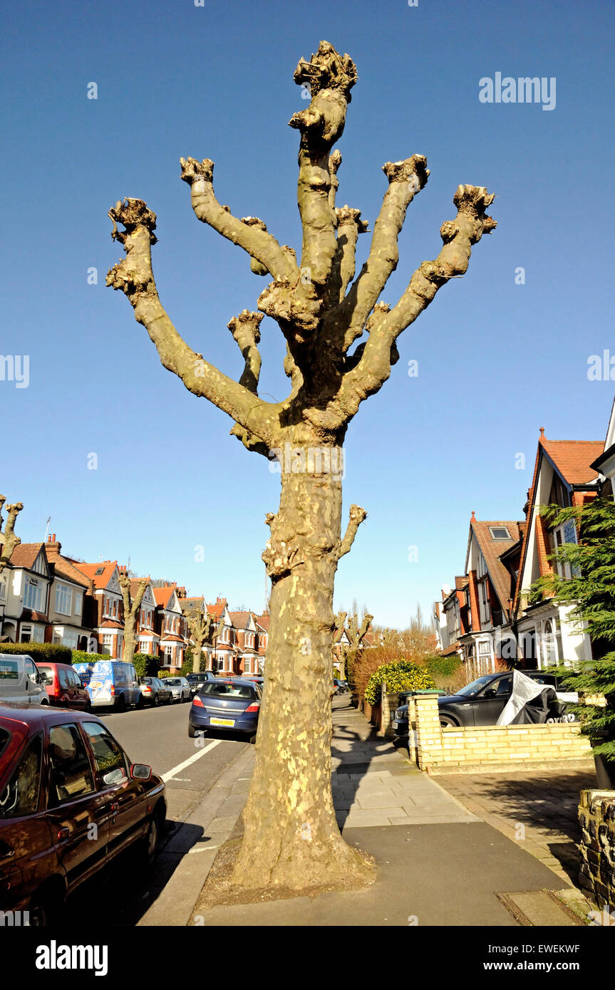 Heavily pollarded London Plane Tree (Platanus x hispanica) in surburban street, London Borough of Haringay, England Britain UK Stock Photo