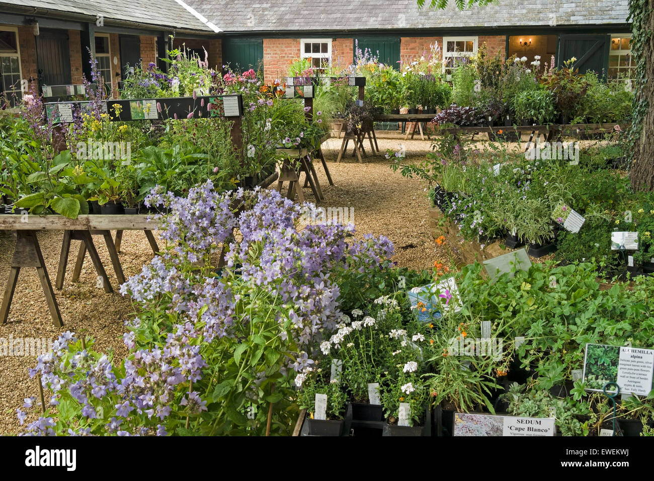 Plants for sale in plants nursery, Coton Manor Gardens, Coton