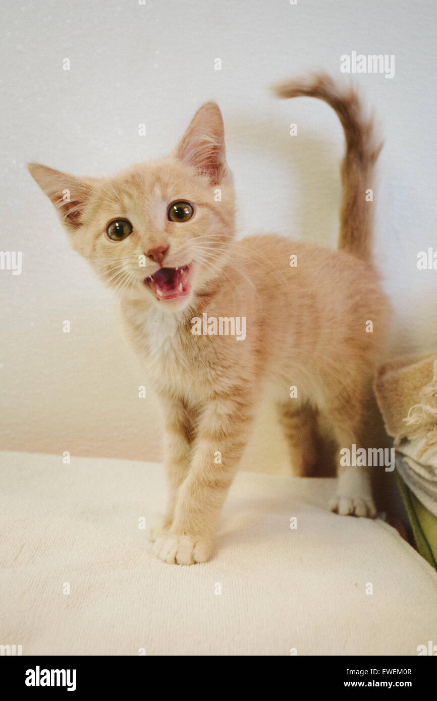 Orange kitten meowing Stock Photo Alamy