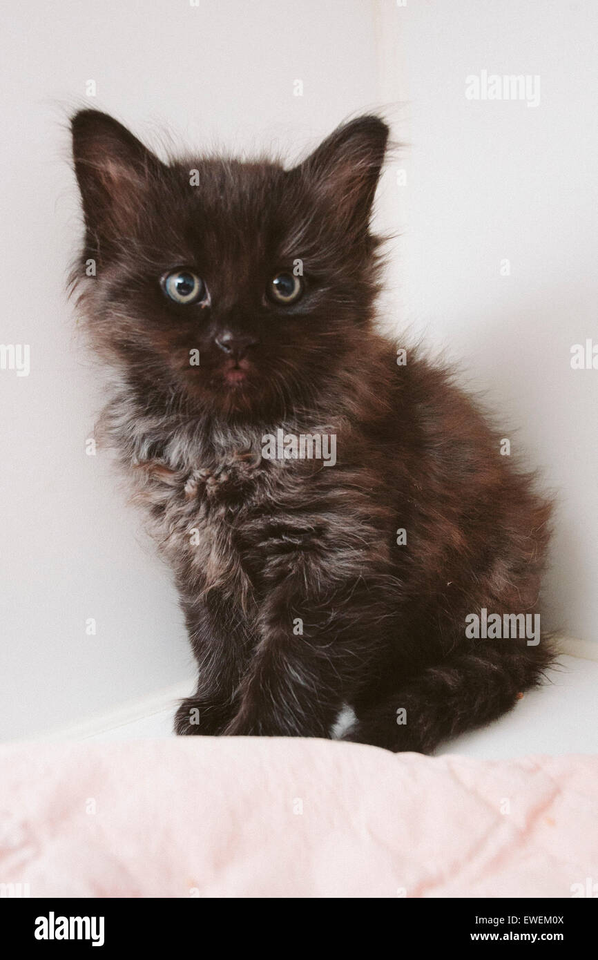 Black Long Hair Kitten Stock Photo 84530906 Alamy