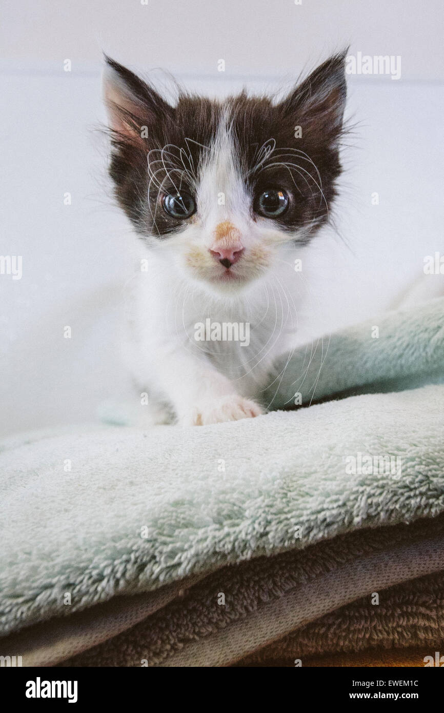 White tuxedo hi res stock photography and images Alamy