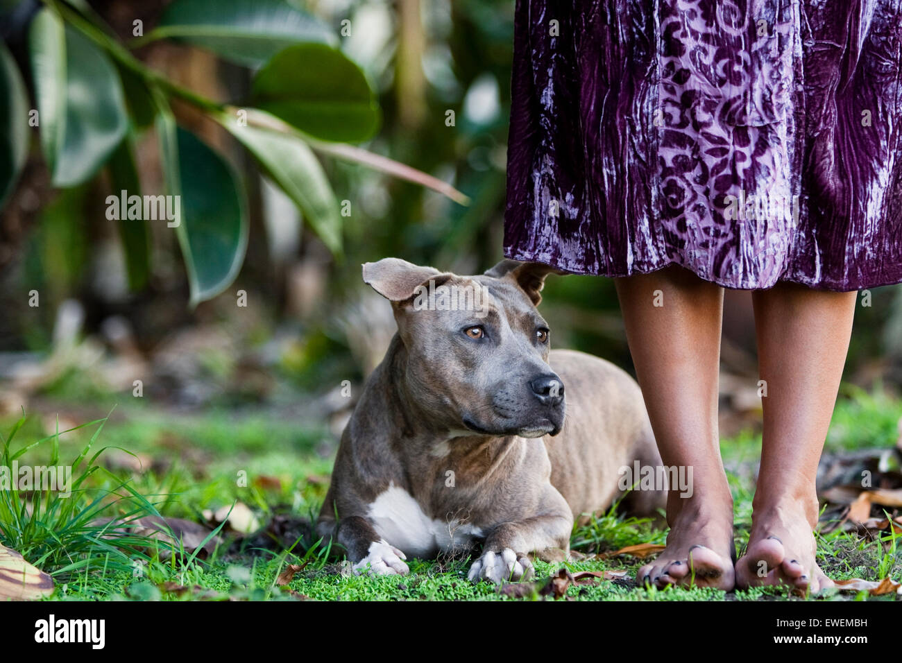 Brown brindle Pitbull laying in grass at the feet of barefoot woman in purple dress Stock Photo