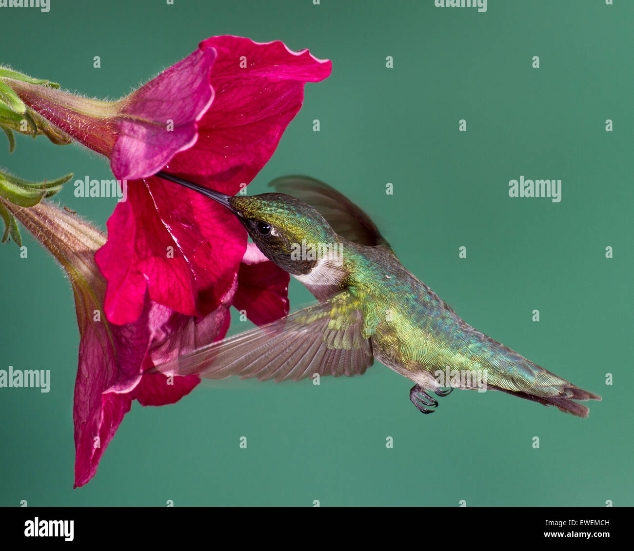 A rubythroated hummingbird flying into a petunia flower Stock Photo