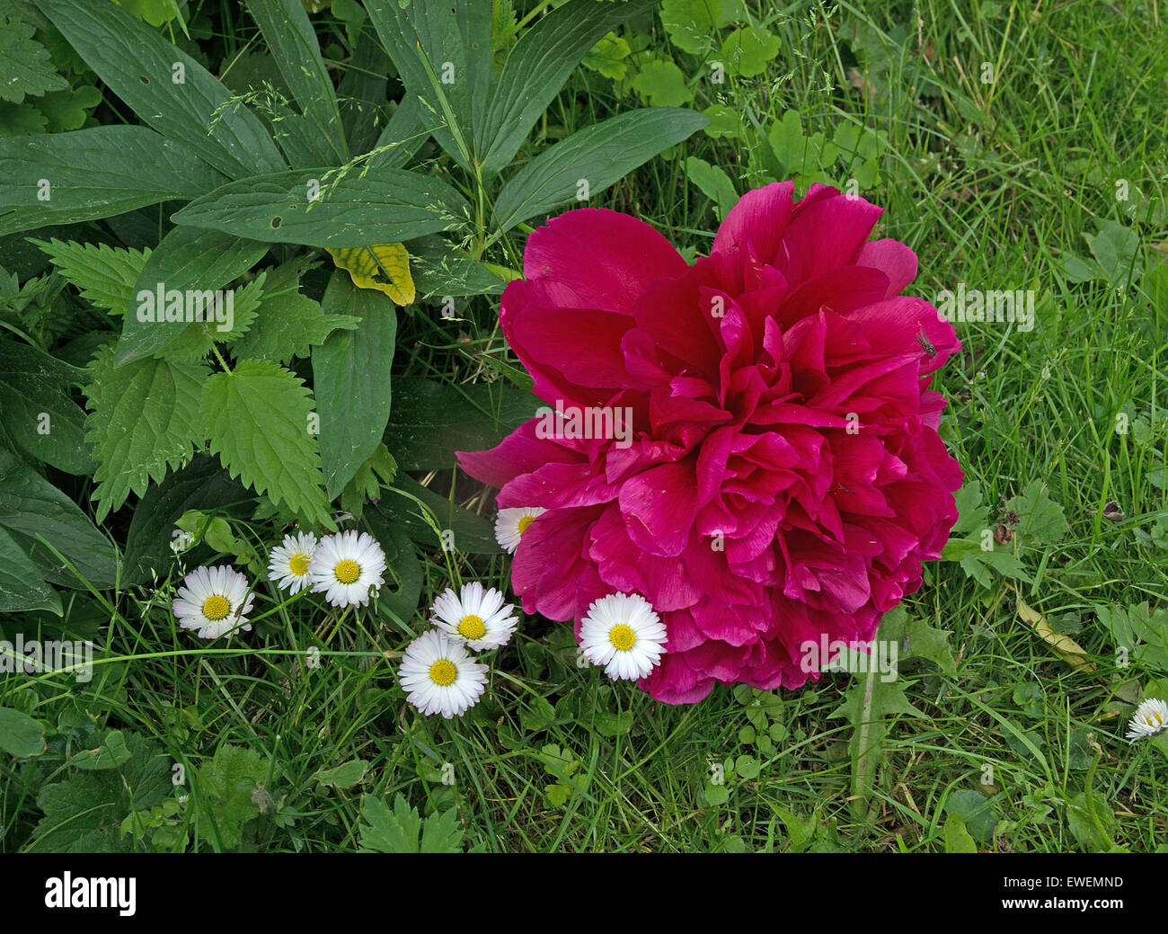 Red peonies white daisies growing in garden with green grass and white daisies, Sweden in June. Stock Photo