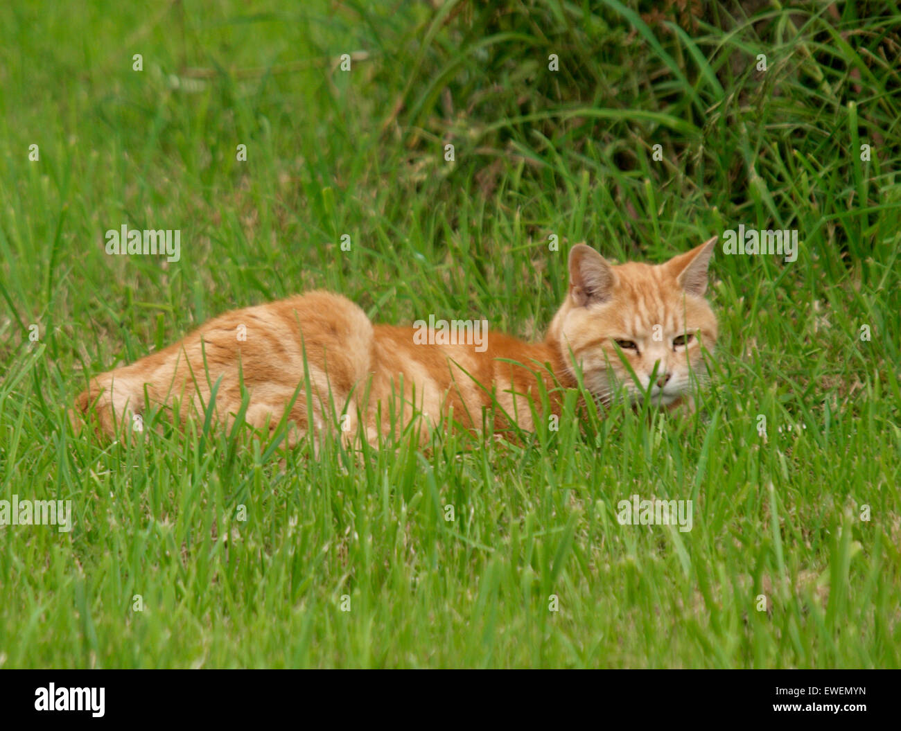 Ginger cat in grass hires stock photography and images Alamy