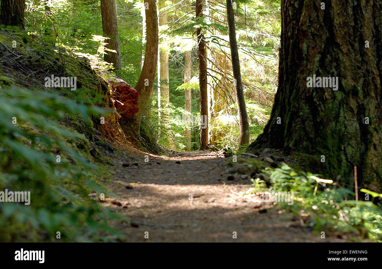 Hiking trail in Strathcona Provincial Park, Vancouver Island, British Columbia, Canada. Stock Photo