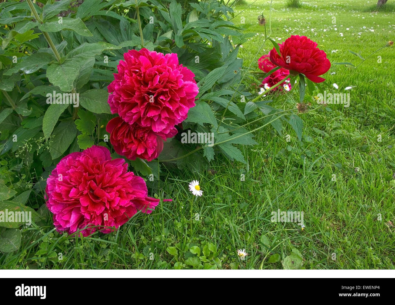 Red peonies growing in garden with green grass and white daisies, Sweden in June. Stock Photo