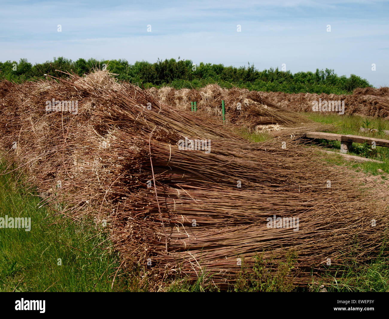 Bundles of willow branches Stock Photo - Alamy