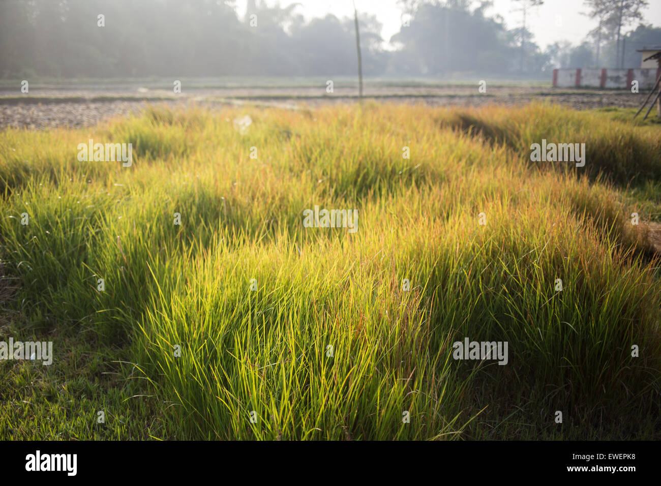 Grass in field sunset sunrise hi-res stock photography and images - Alamy