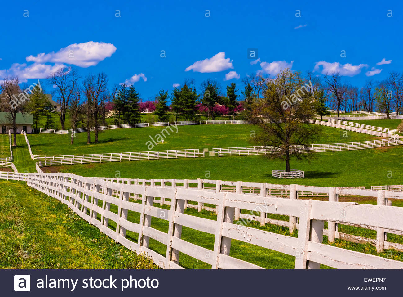 Darby Dan Farm Thoroughbred Horse High Resolution Stock Photography and