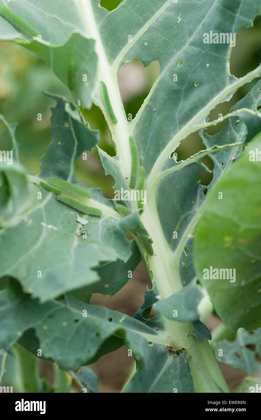 Cabbage white (small white) butterfly larvae on broccoli Stock Photo