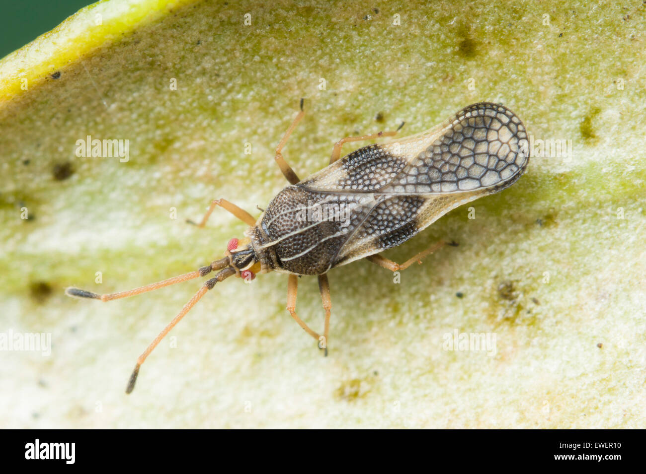 Olive lace bug adult on underside of olive leaf Stock Photo