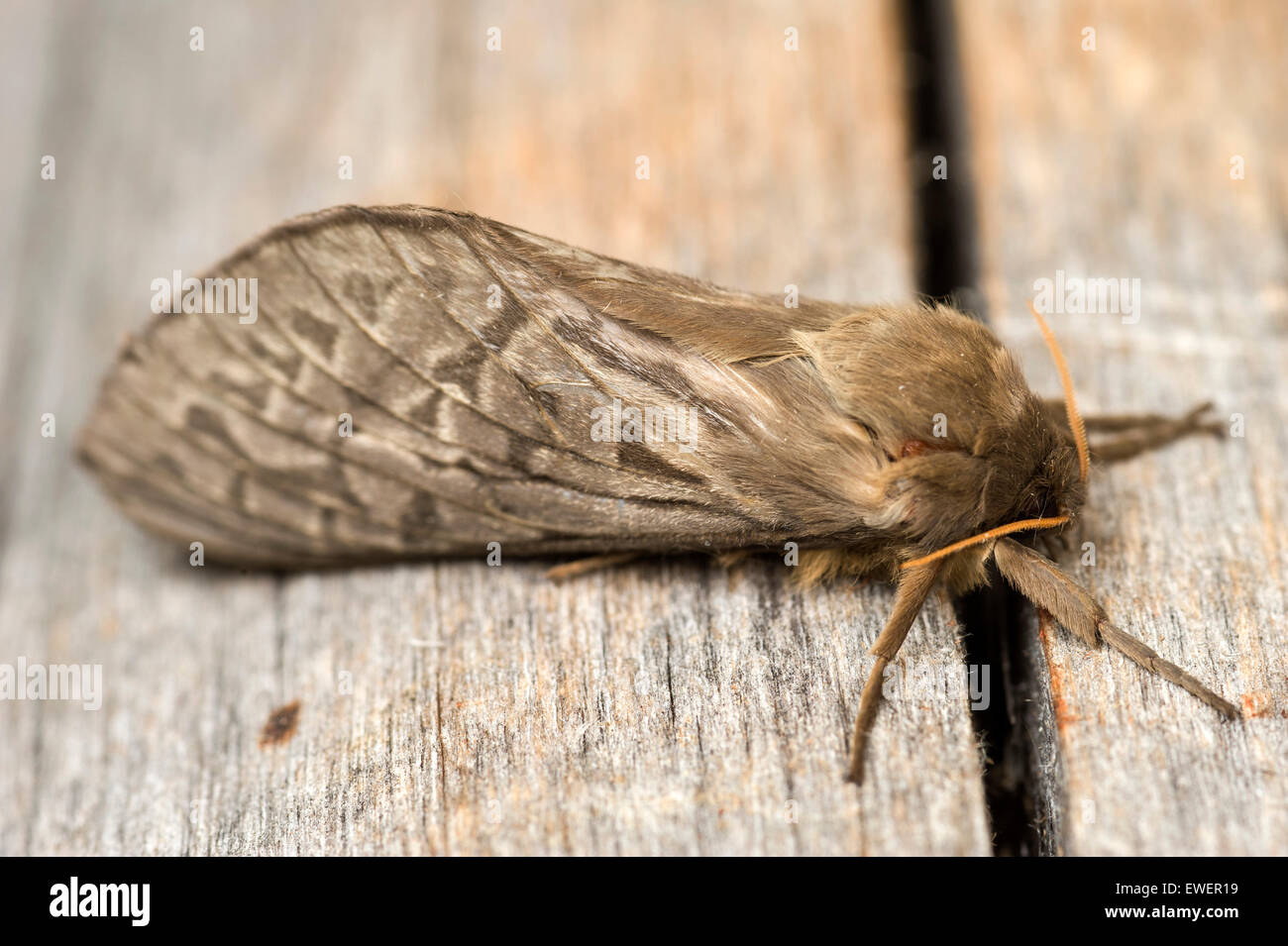Hepialid moth, possibly Oncopera sp. Stock Photo