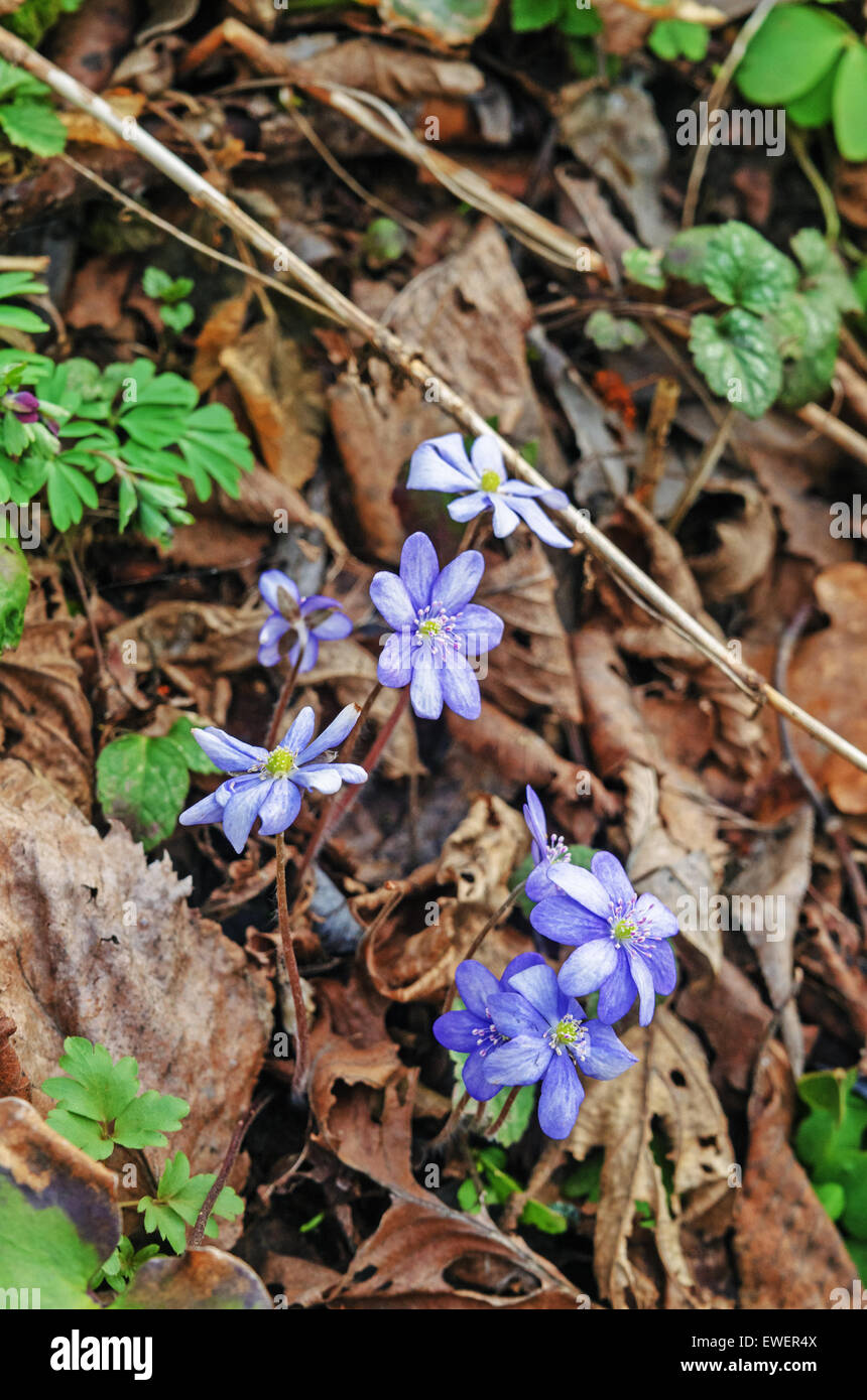 Spring flowers hepatica Stock Photo - Alamy