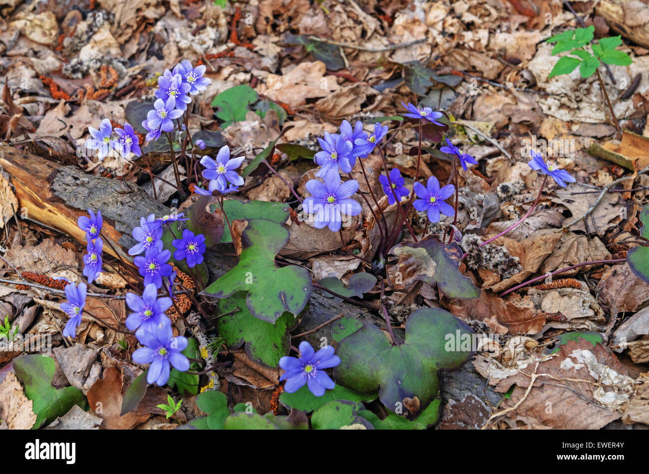Spring flowers hepatica Stock Photo - Alamy