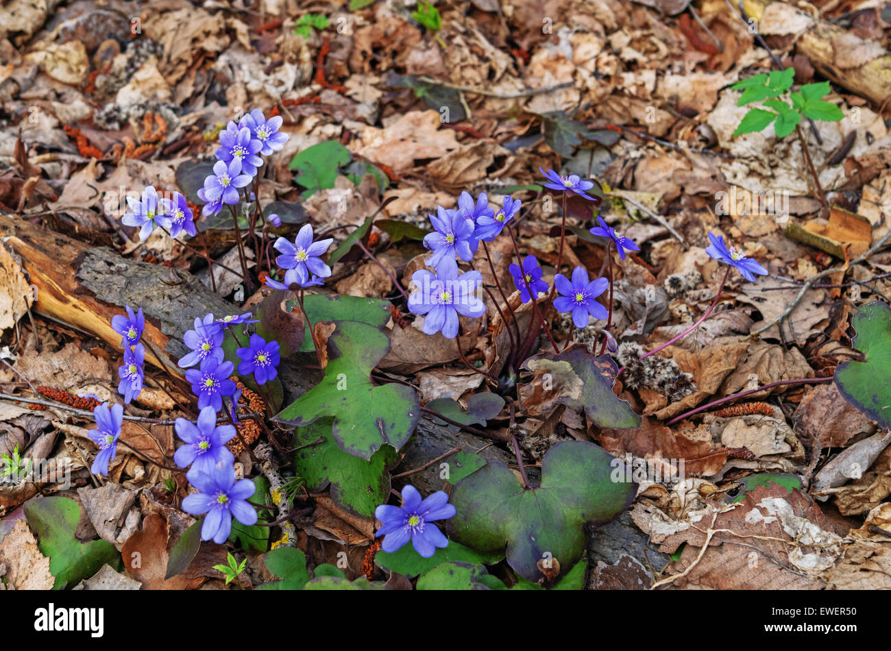 Spring flowers hepatica Stock Photo - Alamy