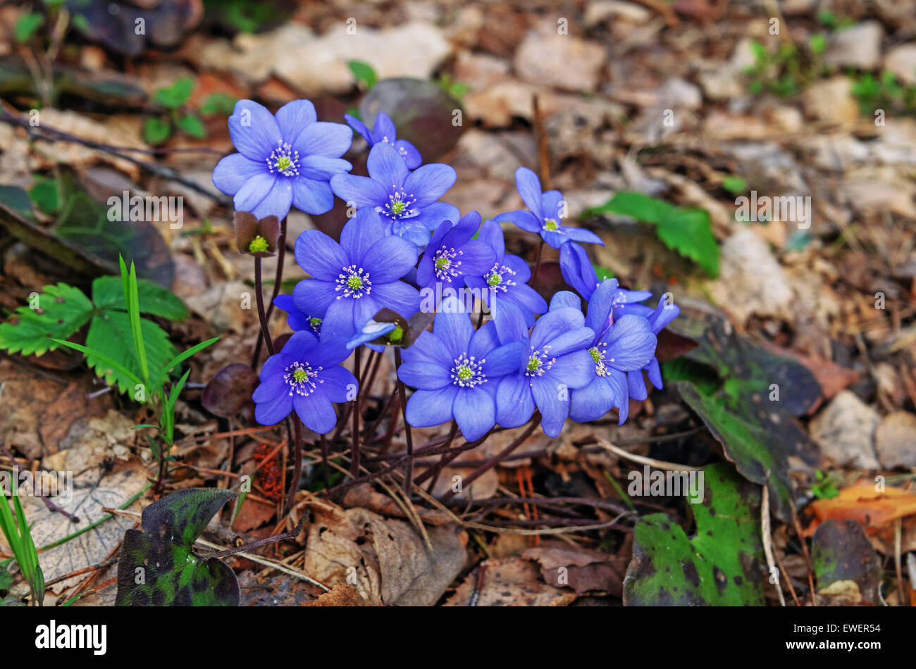 Spring flowers hepatica Stock Photo - Alamy