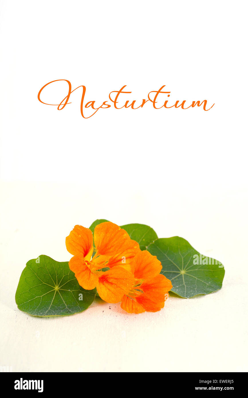 Small bouquet of edible orange nasturtium flowers and leaves on white wood rustic table, for floral or salad ingredient. Stock Photo