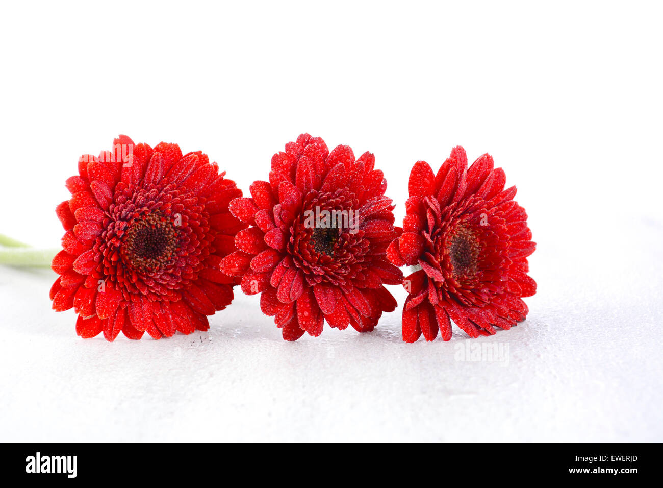 Bright red gerbera daisy flowers on rustic white shabby chic wood table. Stock Photo