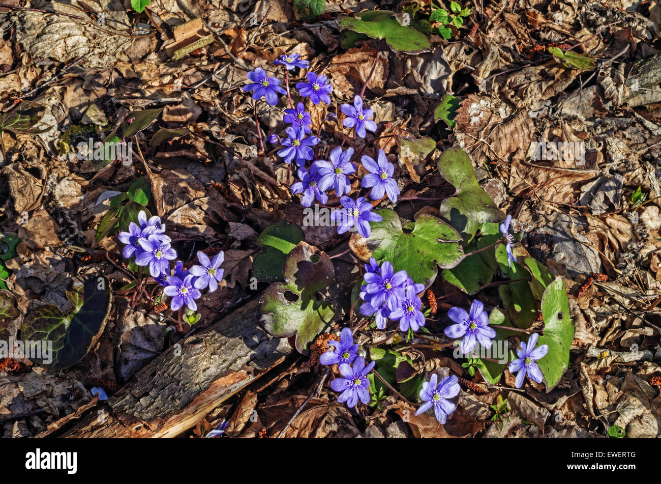Spring flowers hepatica Stock Photo - Alamy