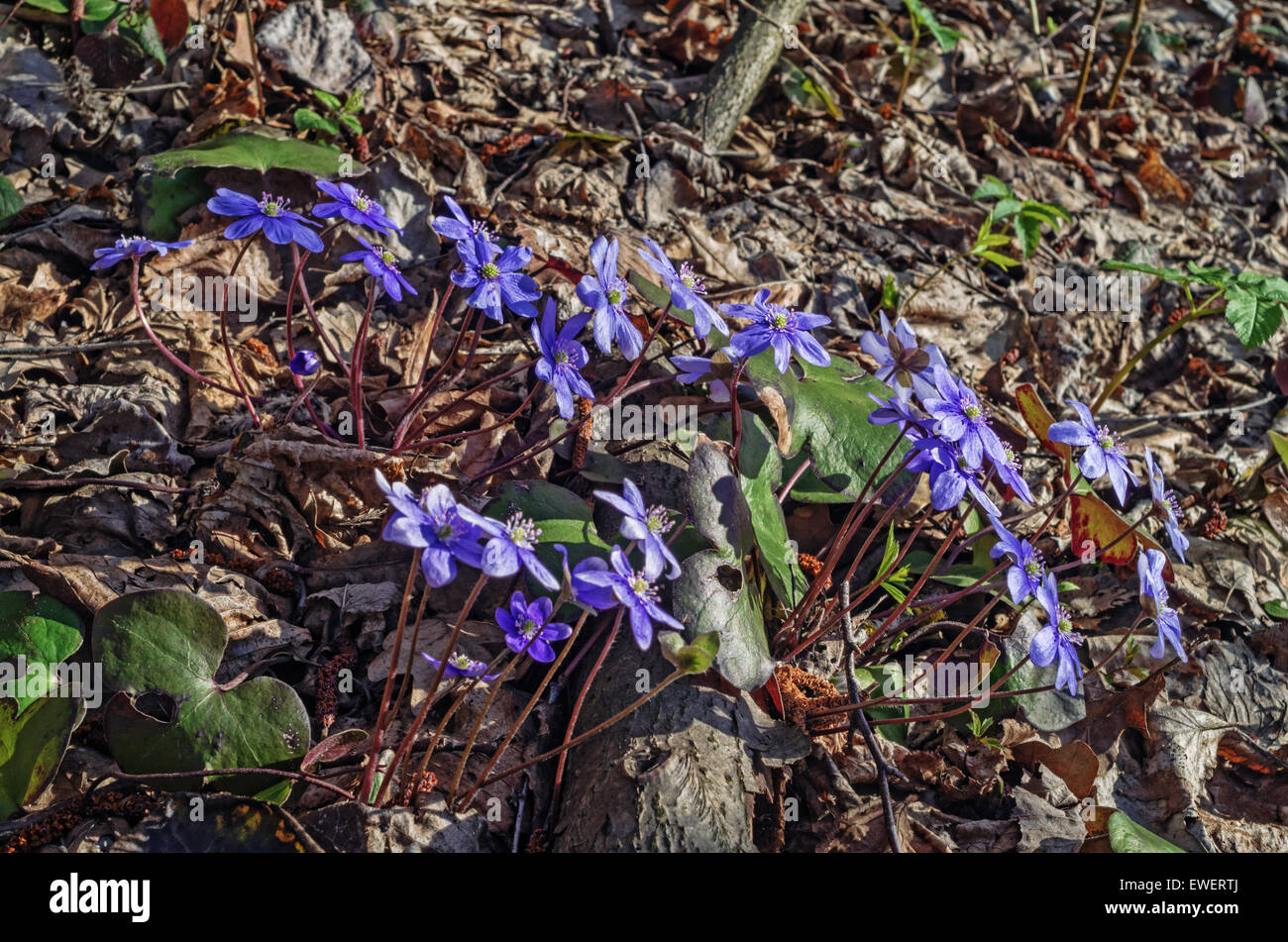 Spring flowers hepatica Stock Photo - Alamy