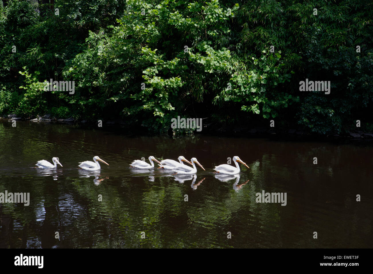 A group of six adult American White Pelicans (Pelecanus erythrorhynchos) swim along a quiet stream during midday. Stock Photo