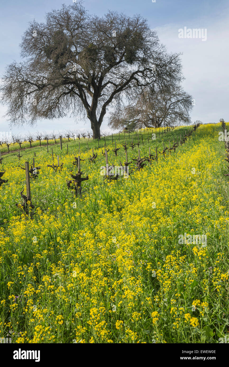 Mustard tree hires stock photography and images Alamy