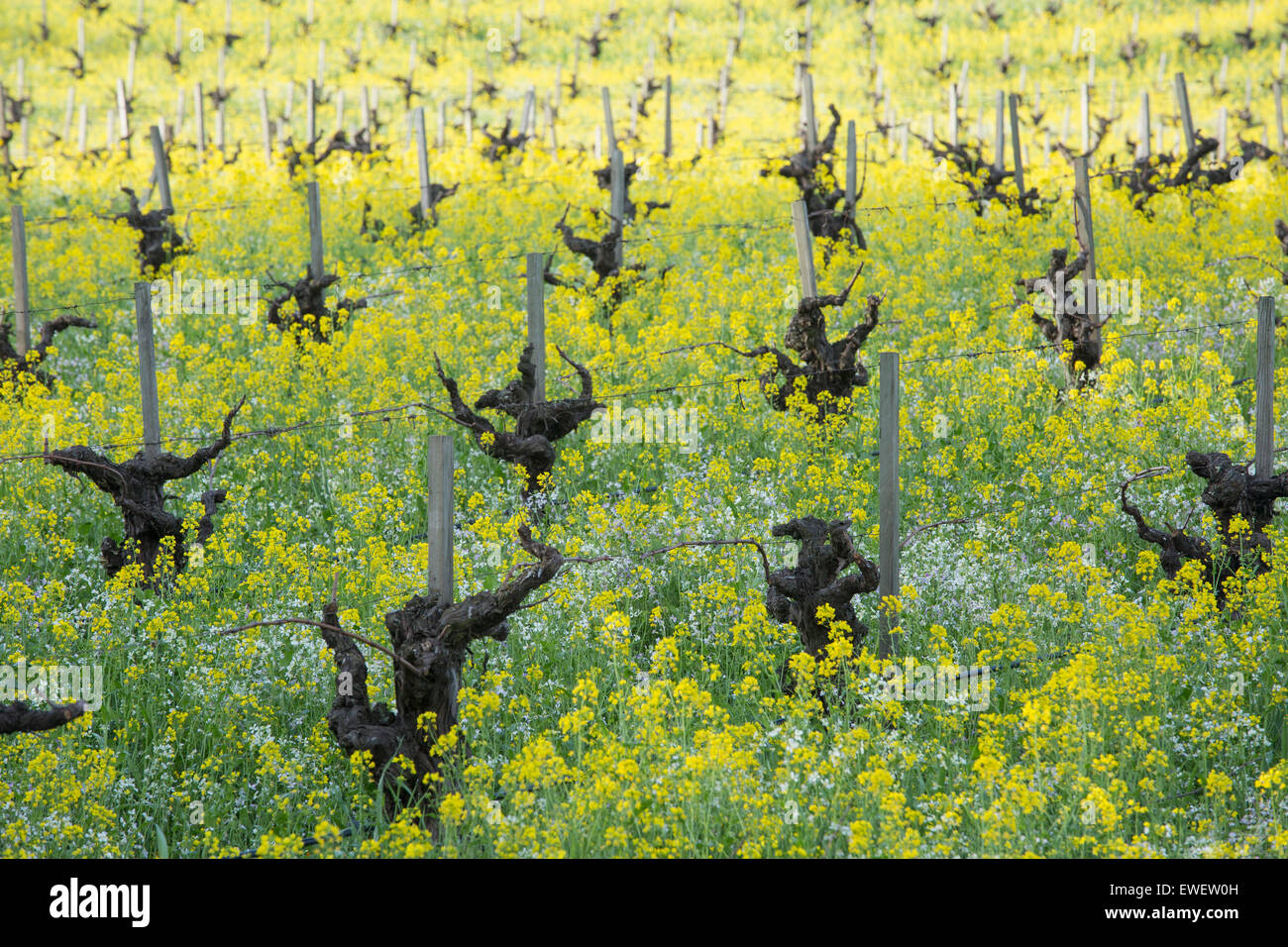 Field in Sonoma Valley with old grapevines, mustard flowers, and other