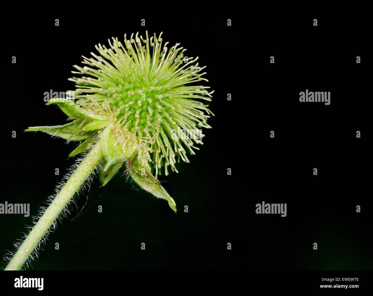 A closeup macro of a ripening raspberry Stock Photo - Alamy