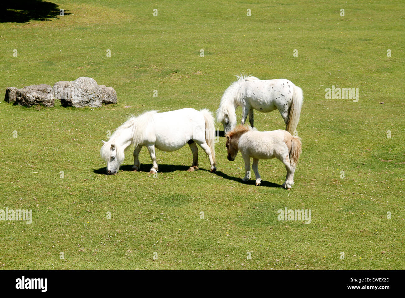 Miniature ponies or horses are cute cuddly animals standing no higher than 34' at the withers, they come in all sorts of colours Stock Photo