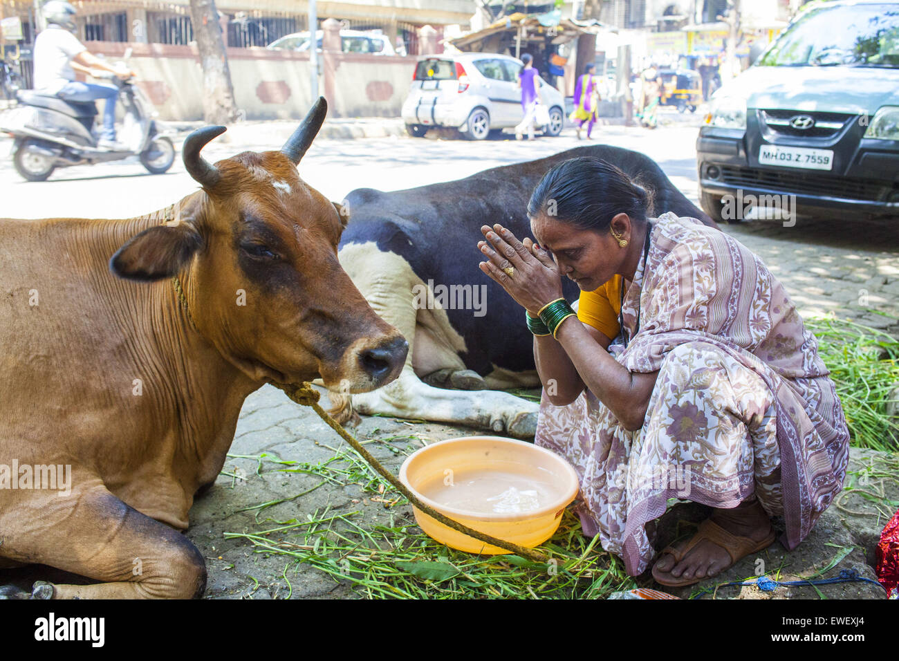 Mumbai, Maharashtra, India. 11th Mar, 2015. 11 March 2015 - Mumbai, INDIA:.A Hindu woman offers prayers to a cow. The cow is considered sacred & is referred to as 'GoMata' or 'mother cow' in Hindu Culture. Cows are parked outside many Hindu temples where the devotees offer fodder to the cows & pray.-------------------------------------------.STORY:.The beef ban, which was imposed by the state of Maharashtra in India this month, ruled by the Hindu nationalist BJP party, extended the existing prohibition of slaughtering cows to bulls and bullocks. Under the new law, sale or possession of Stock Photo