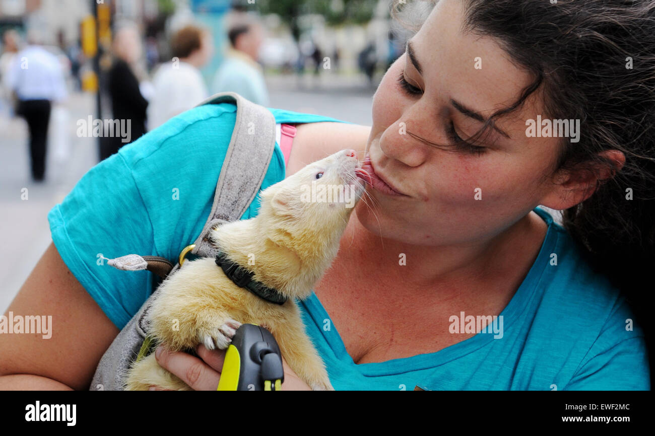 Brighton UK 23rd June 2015 - Jessica Martin can often seen walking her pet white ferret called 'Little Buddha' around the streets of Brighton where he has become well known Stock Photo