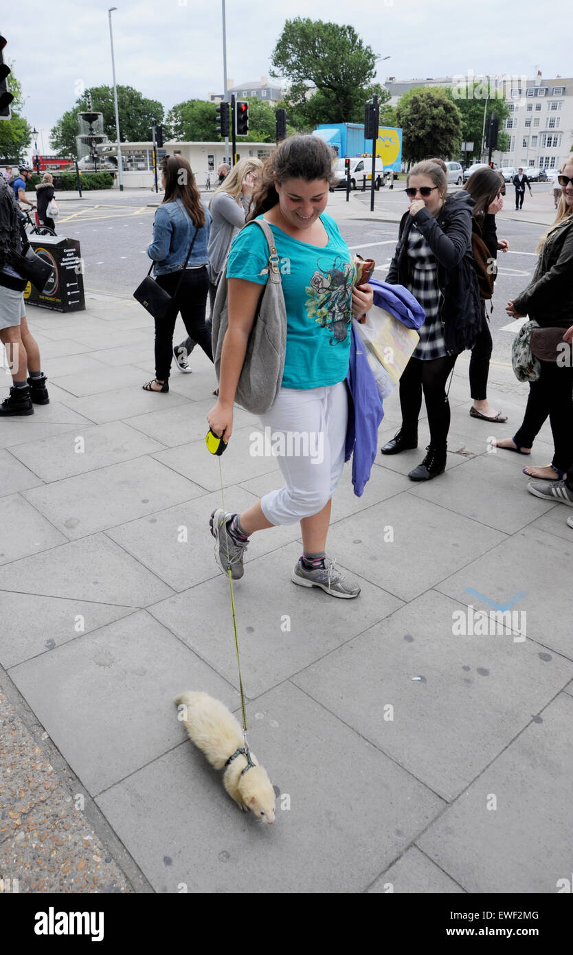 Brighton UK 23rd June 2015 - Jessica Martin can often seen walking her pet white ferret called 'Little Buddha' around the streets of Brighton where he has become well known Stock Photo