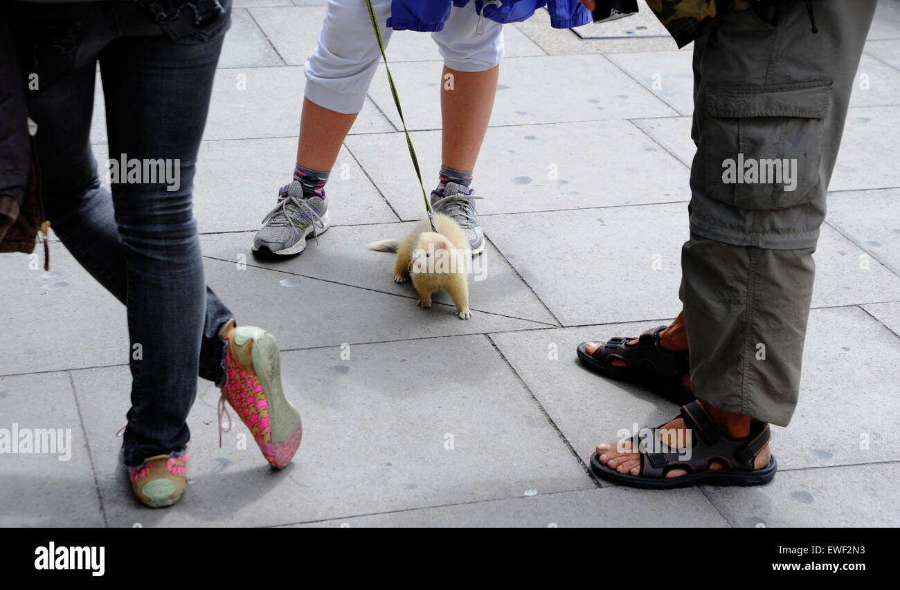 Brighton UK 23rd June 2015 - Jessica Martin can often seen walking her pet white ferret called 'Little Buddha' around the streets of Brighton where he has become well known Stock Photo