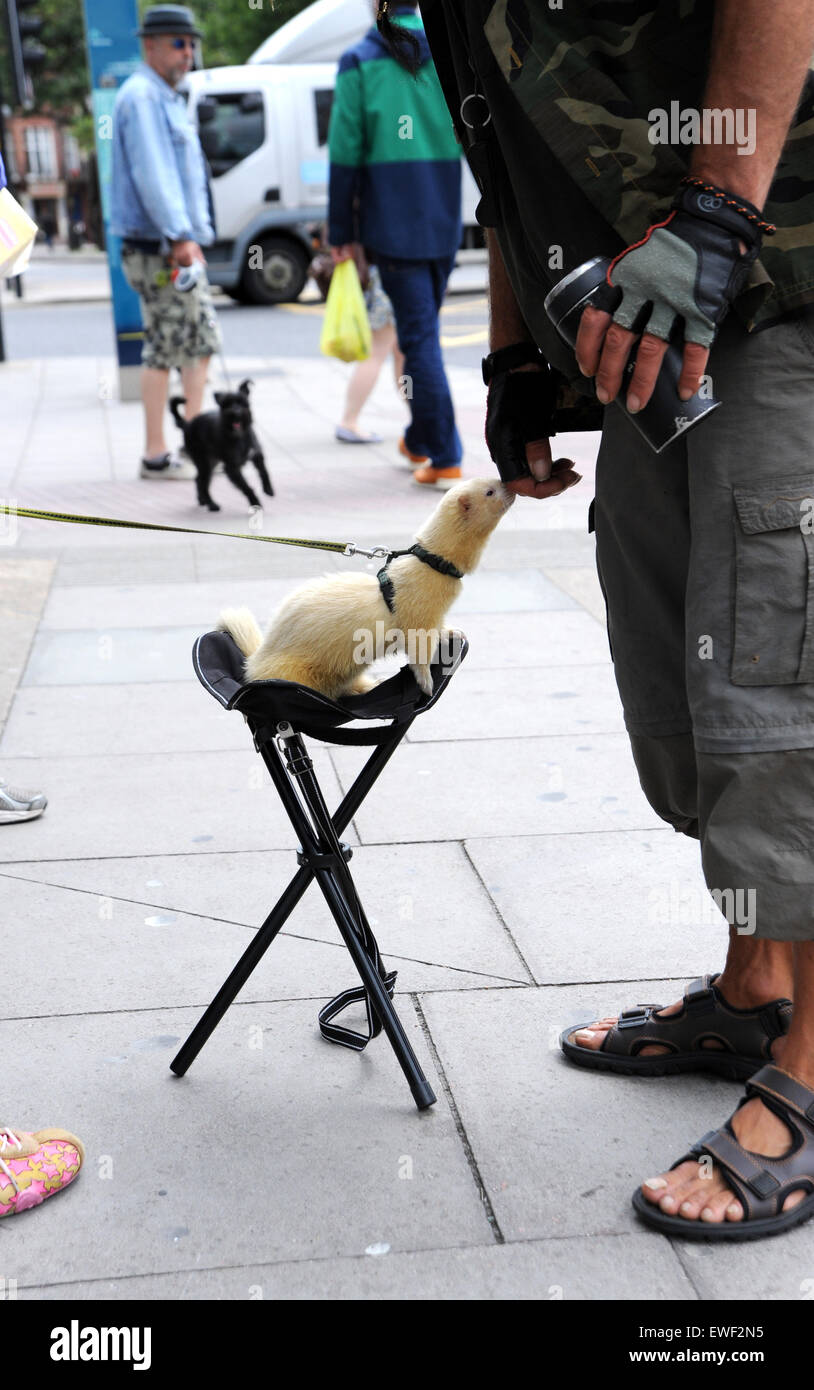 Brighton UK 23rd June 2015 - Jessica Martin can often seen walking her pet white ferret called 'Little Buddha' around the streets of Brighton where he has become well known Stock Photo