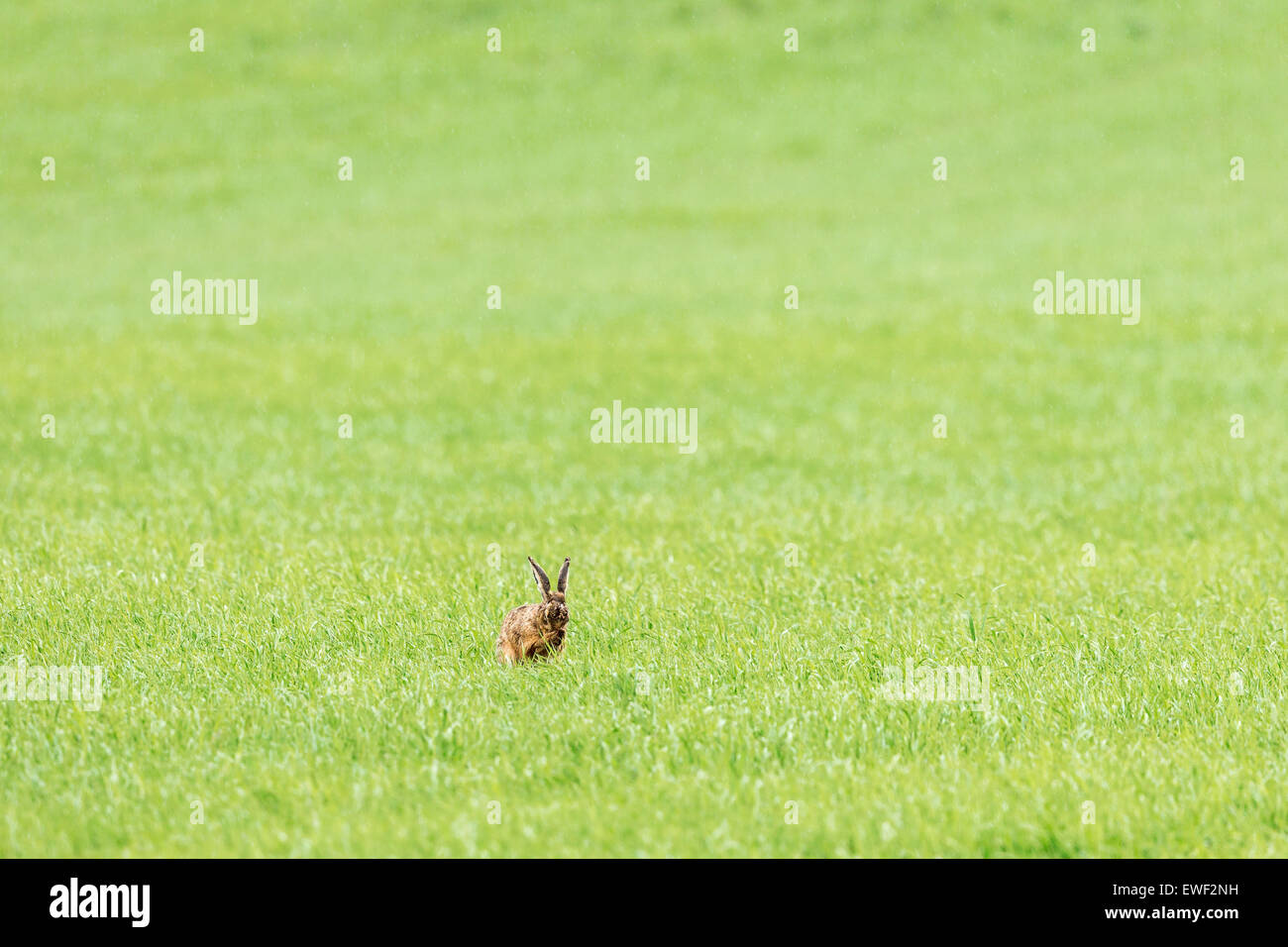 Hare washing himself with his paws in the meadow Stock Photo