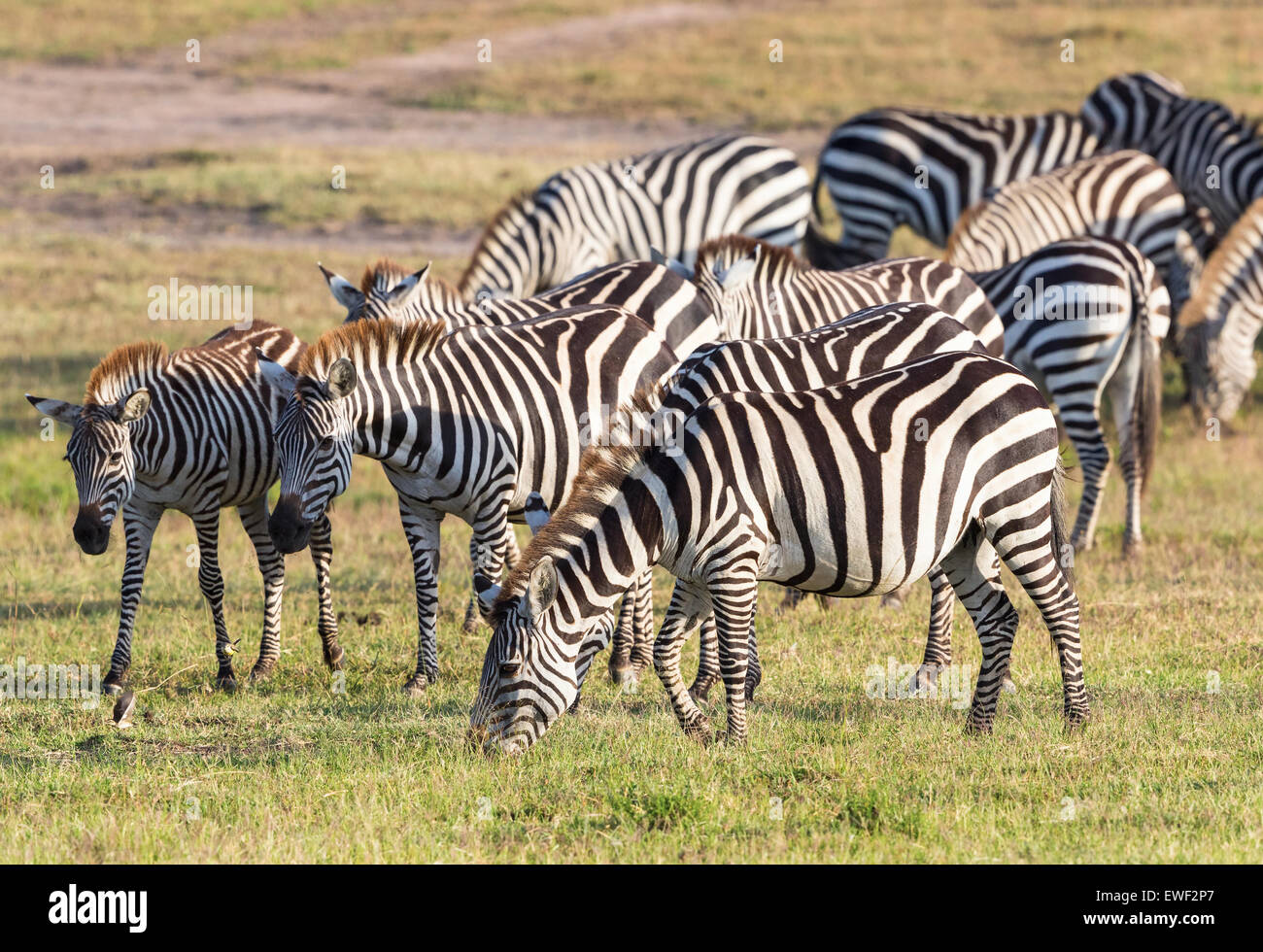 Flock of of Zebras grazing grass on the savannah Stock Photo