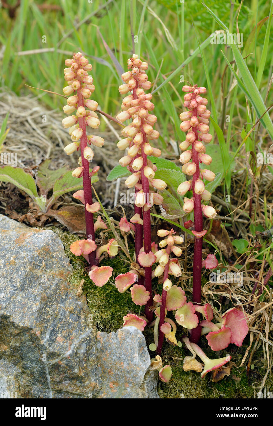 Navelwort - Umbilicus rupestris  Flower spikes on rocks Stock Photo
