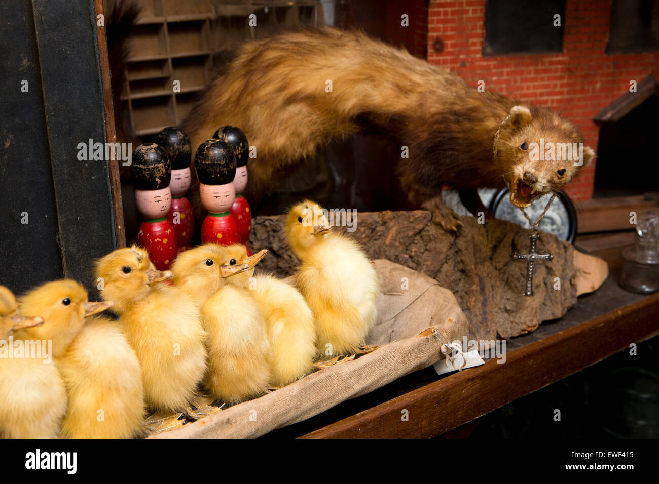 UK, England, Shropshire, Bridgnorth, Bank Street, A’tique shop, stuffed ducklings and mink amongst antiques Stock Photo