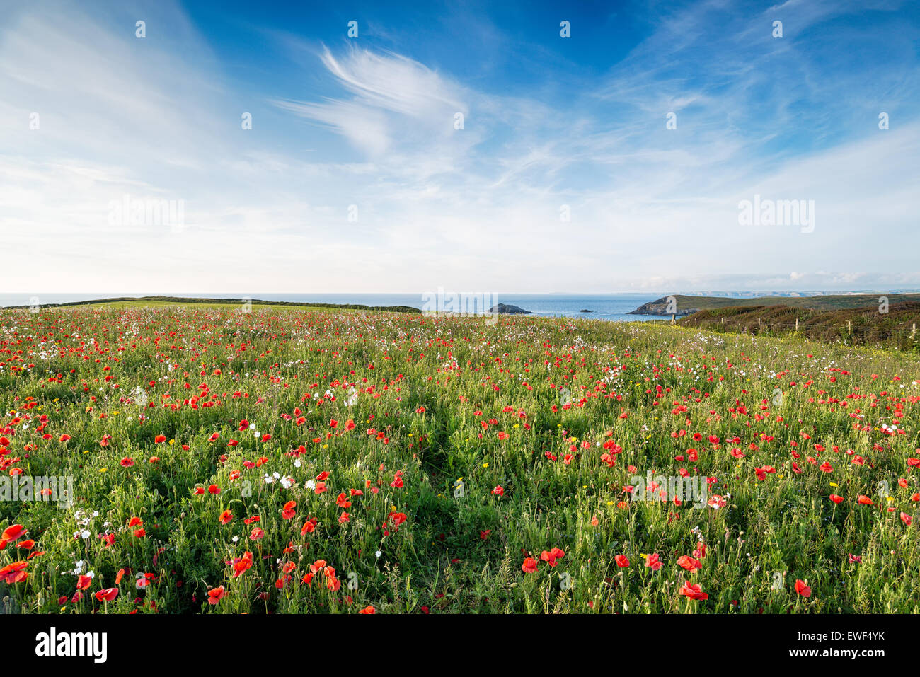 Poppies in a wildflower meadow on the south west coast path at West Pentire near Newquay in Cornwall Stock Photo