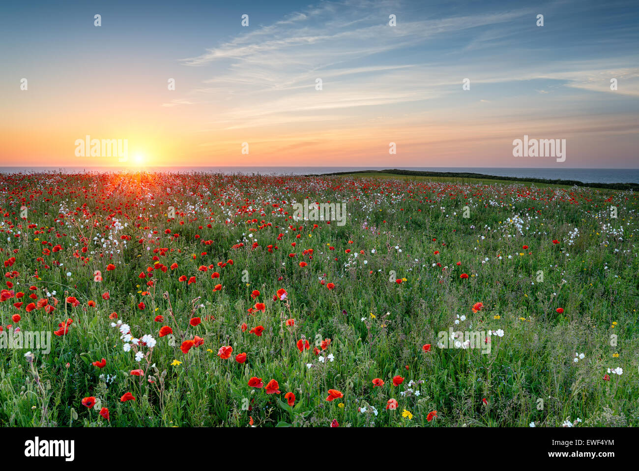 A meadow of wildflowers and Poppies above Polly Joke beach at West Pentire in Cornwall Stock Photo