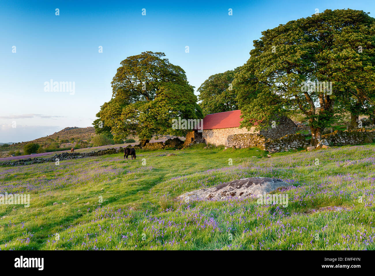 Dartmoor ponies grazing in a bluebell meadow by an old red roofed barn Stock Photo