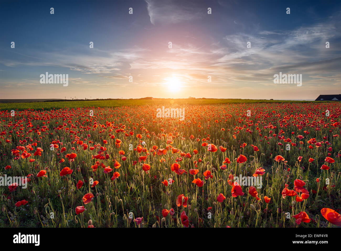 Sunset over a field of Poppies Stock Photo