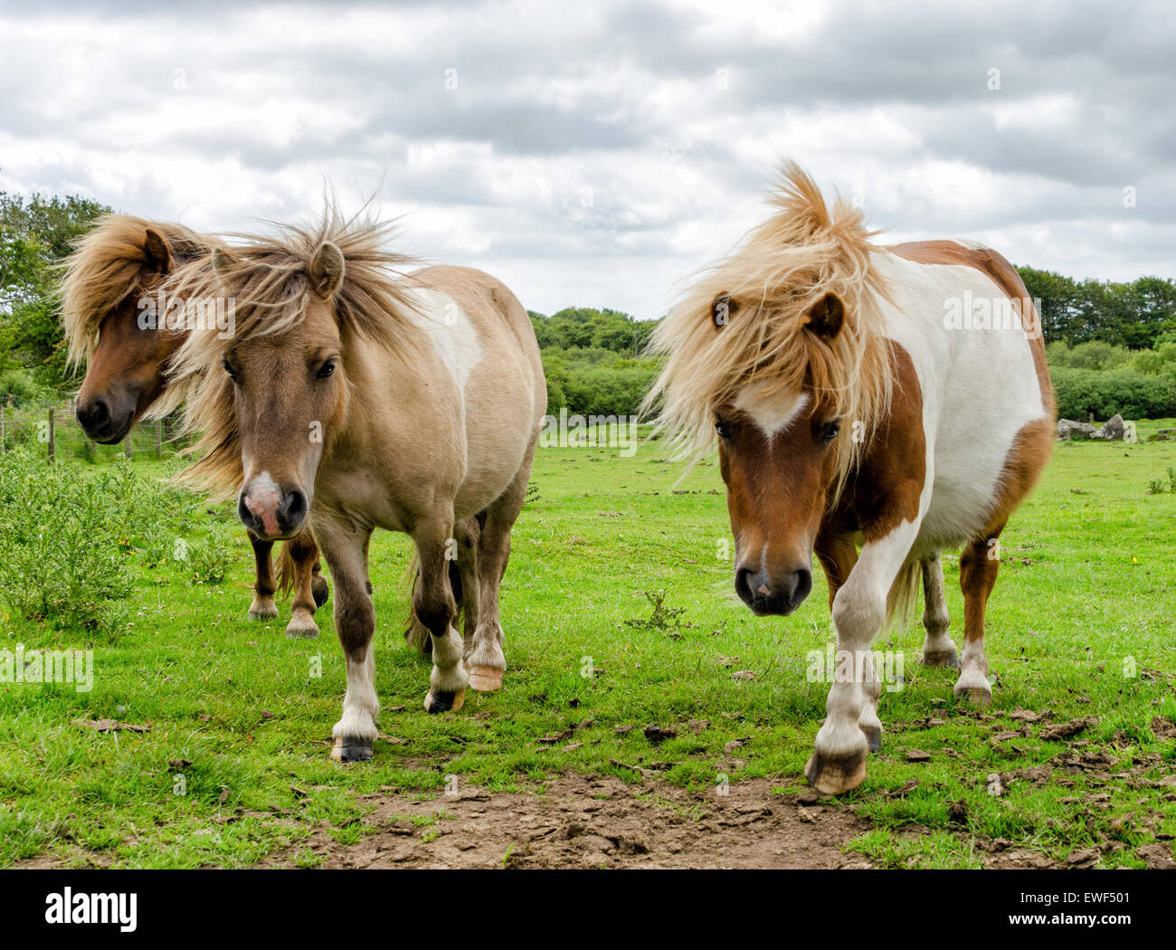 Moorland Ponies on Bodmin Moor in Cornwall Stock Photo