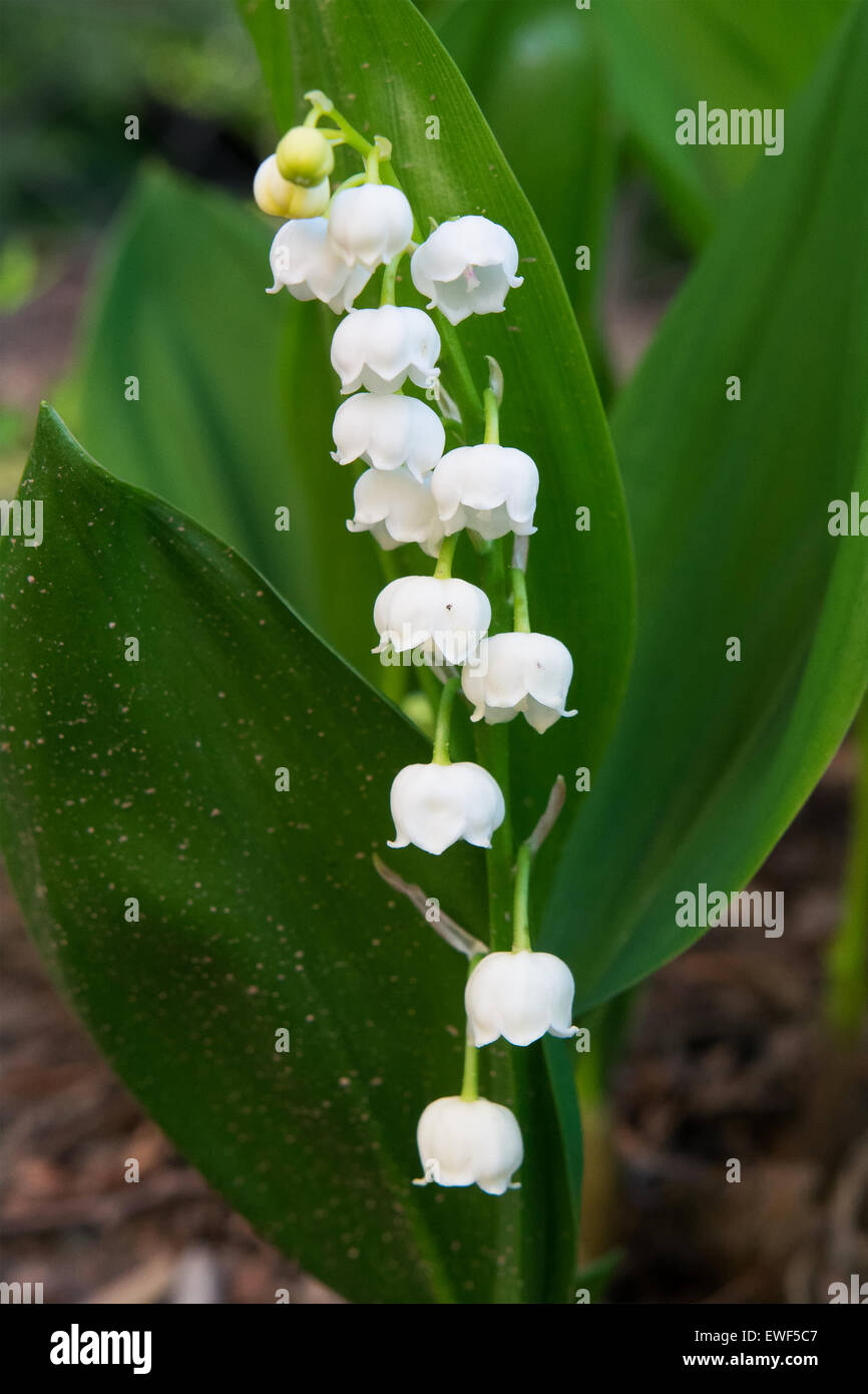 Lily flower with green leafs in a background Stock Photo - Alamy