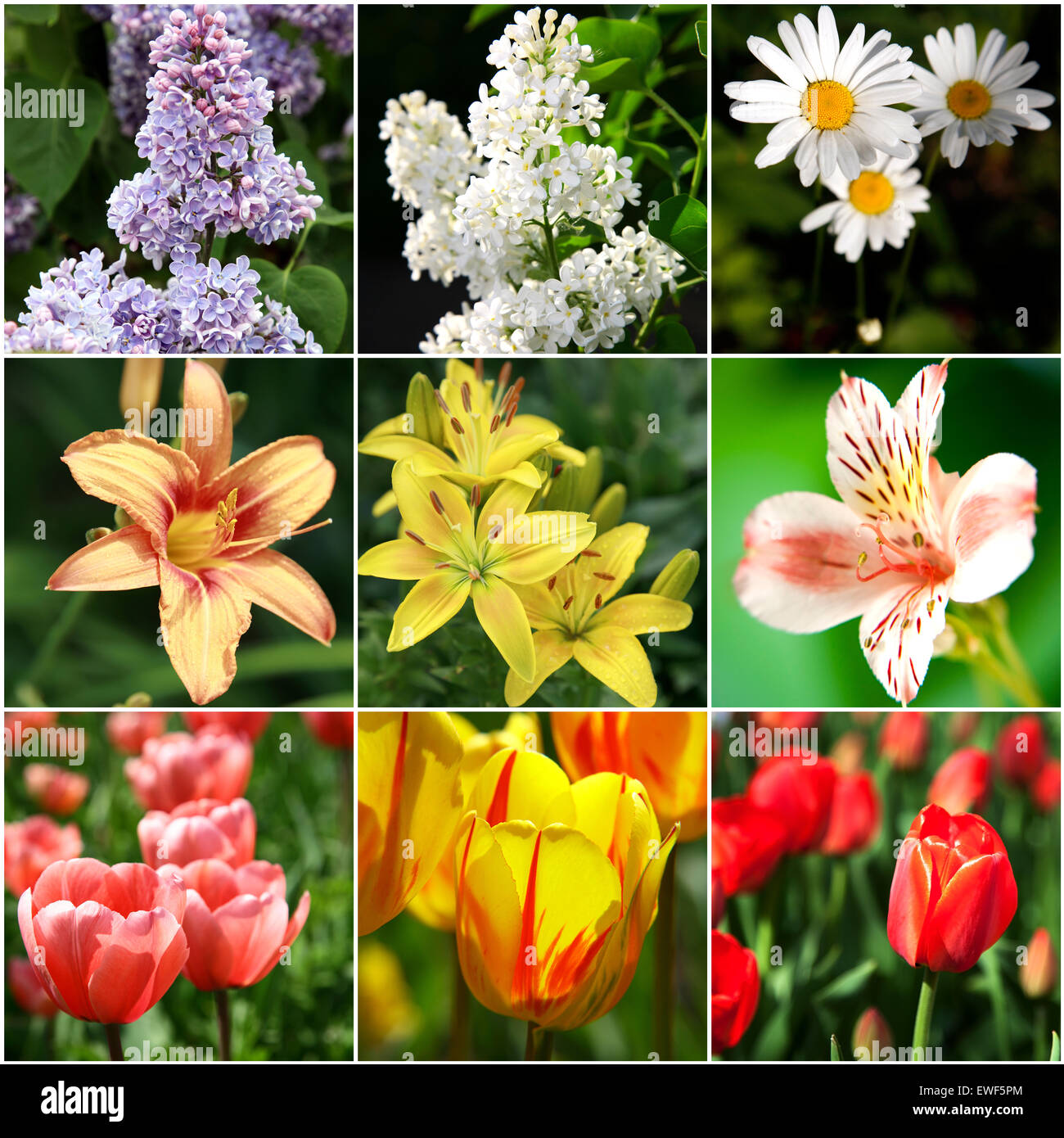 Collage of beautiful flowers Stock Photo